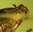 Fossil Cicada (Cicadoidea) Larva In Baltic Amber #45153-2